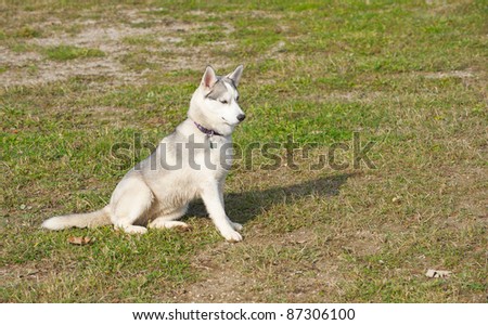 Rare breed miniature Siberian husky enjoying the freedom and exercise at a dog park on a sunny autumn afternoon.