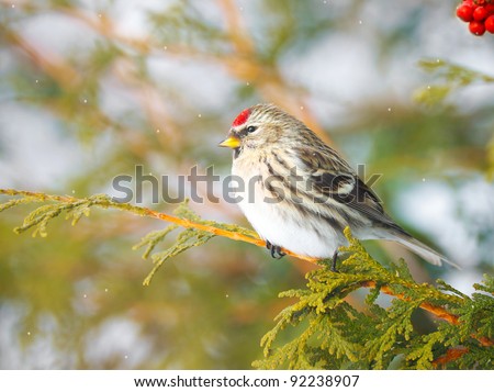 Common Redpoll bird, female, perched on a branch in the winter with falling snow, and red berries.