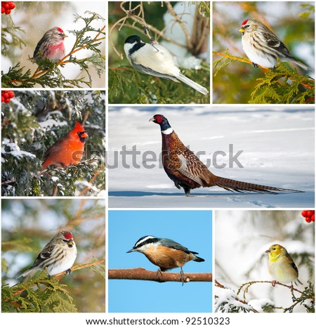 Winter birds of North America collage.