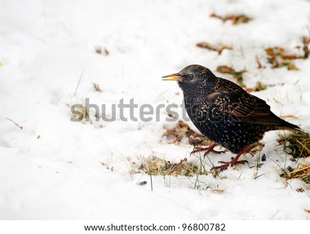 European Starling who has found some seed standing in the snow on an extremely cold winter morning.