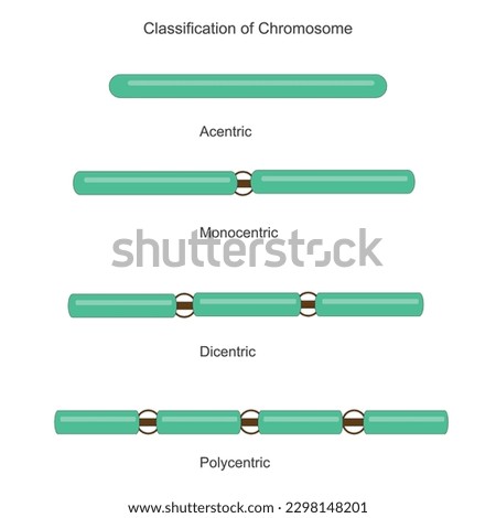  Classification of chromosomes to the number of centromere.Biology concept.Acentric, monocentric, dicentric and polycentric. Different chromosome.