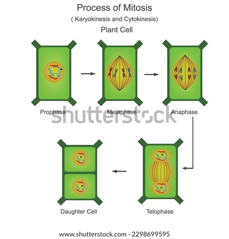 Process of mitosis. Nucleus division is called karyokinesis and cytoplasm division is called cytokinesis. prophase, metaphase, anaphase and telophase. biology illustration.