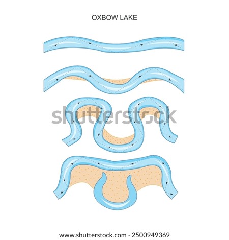 An oxbow lake is a U shaped body of water formed when a river meander is cut off, creating a stagnant lake. Ideal for wildlife, these lakes are rich in biodiversity.Geography illustration.