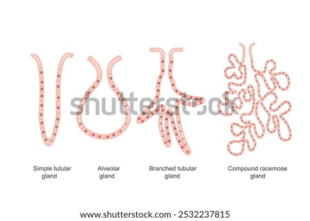 A tubular alveolar gland has tube-like and sac-like structures. Branched glands split into multiple ducts, while compound racemose glands have rounded sacs. Anatomical concept.