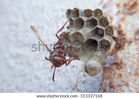 wasps up side down observe a nest