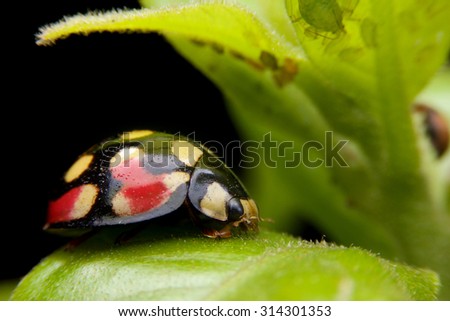 yellow and orange  pattern on black lady bug  is staying on leafs at Tanzania