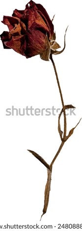 Similar – Image, Stock Photo withered beauty