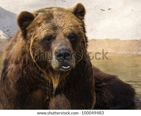 Grizzly bear posing for the camera.