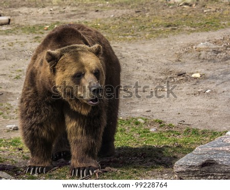 Grizzly bear posing for the camera
