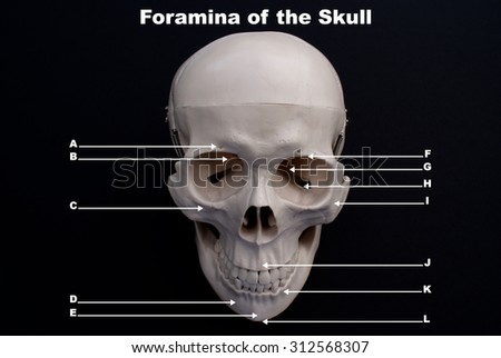 Foramina of The Skull, Study Tool on Black background