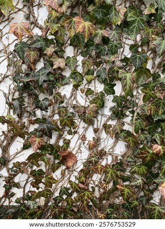 Similar – Image, Stock Photo Ivy climbs up an old brick wall.