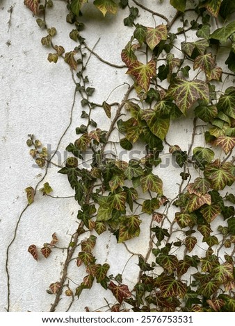 Similar – Image, Stock Photo Ivy climbs up an old brick wall.