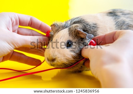 Similar – Image, Stock Photo Guinea Pig near female feet