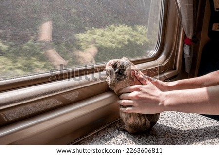 Similar – Image, Stock Photo Guinea Pig near female feet