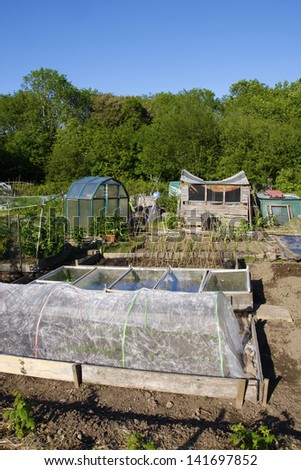 Growing food in an allotment in Summer