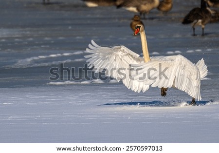 Similar – Image, Stock Photo Swans on a landing stage