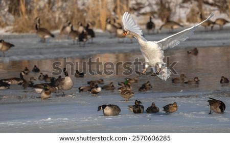 Similar – Image, Stock Photo Swans on a landing stage