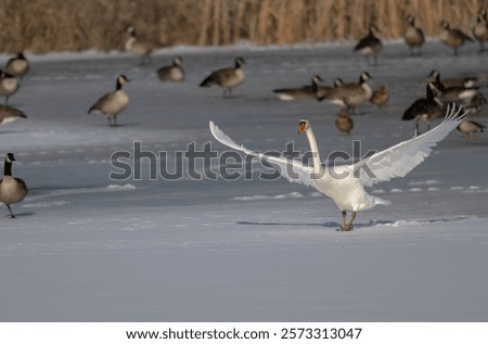 Similar – Image, Stock Photo Swans on a landing stage