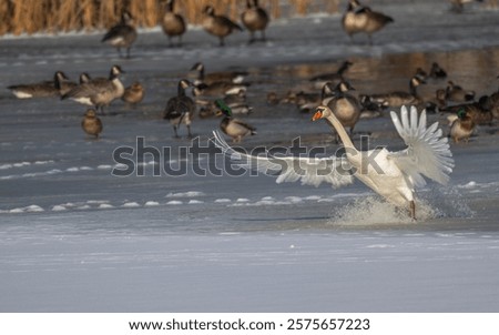Similar – Image, Stock Photo Swans on a landing stage