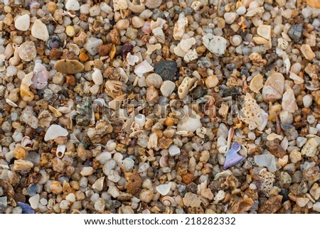 Sea sand texture made of shell and stone pieces. Seamless texture
