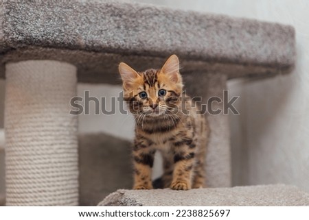 Similar – Image, Stock Photo bengal cat Lifestyle