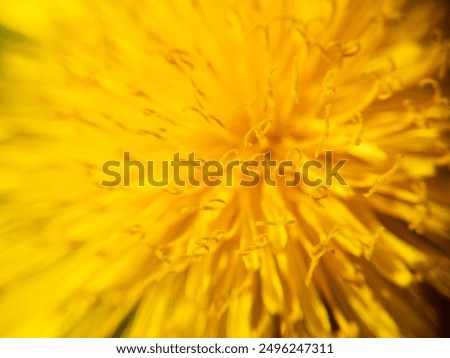 Similar – Image, Stock Photo Dandelion close up macro