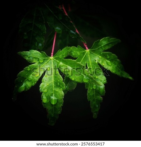 Similar – Image, Stock Photo Wet maple leaves in black and white