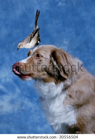 Bird and Dog
