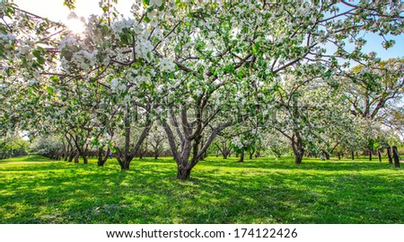Beautiful blooming of decorative white apple and fruit trees over bright blue sky in colorful vivid spring park full of green grass by dawn early light with first sun rays, fairy heart of nature