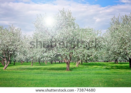 blooming apple trees and sunny ray in springtime