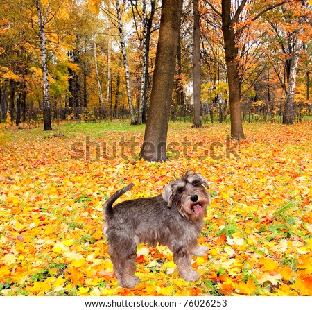 beautiful mini schnauzer dog in autumnal park