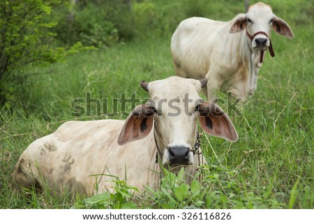 beef cattle breeding In green pastures