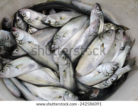 Small fish in a bucket. Fisherman\'s catch on Black Sea.
