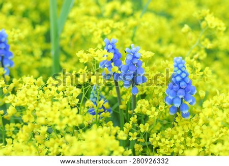 Study in yellow and blue tones. Blue flowers on a background of small yellow flowers. Soft focus