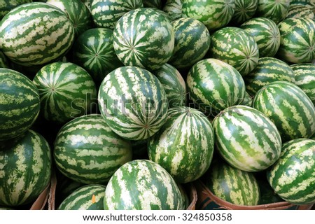 Odessa, Ukraine 8 September 2015: Watermelons sold naa markets. Season watermelons. Good harvest.