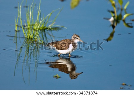 Juvenile Spotted Sandpiper wading in water