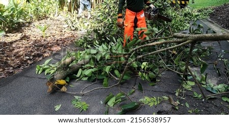 Similar – Image, Stock Photo Man is cutting wild oregano in the mountain