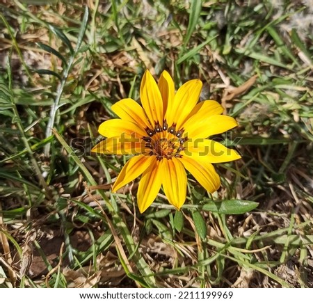 Similar – Image, Stock Photo Inflorescence of a gazanie