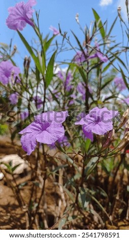 Similar – Foto Bild Frühlingsgefühle Unschärfe