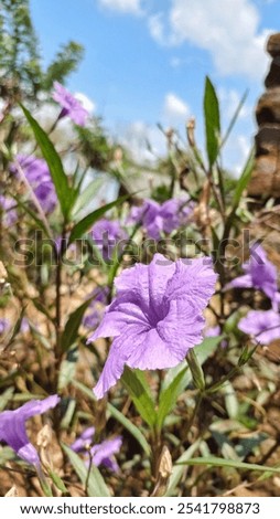 Similar – Foto Bild Frühlingsgefühle Unschärfe