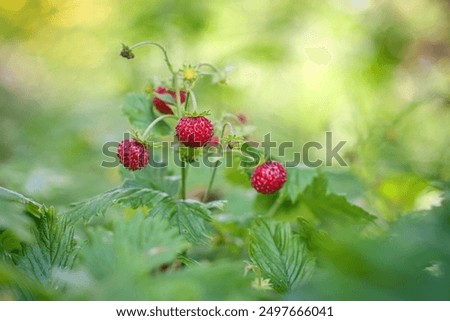 Foto Bild Fragaria vesca. Reife Walderdbeere mit verschwommenem Hintergrund.