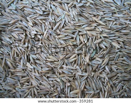 Closeup of grass seed