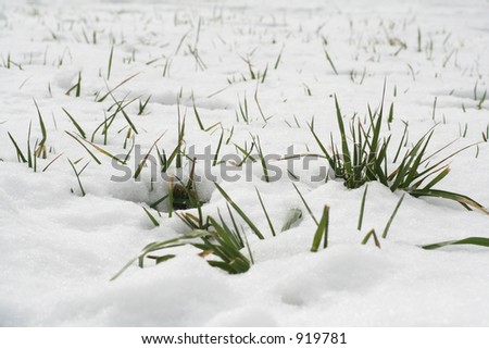Grass sticking up threw snow.