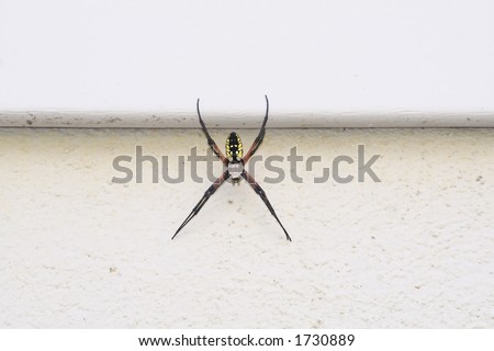 Black and yellow argiope spider on side of house