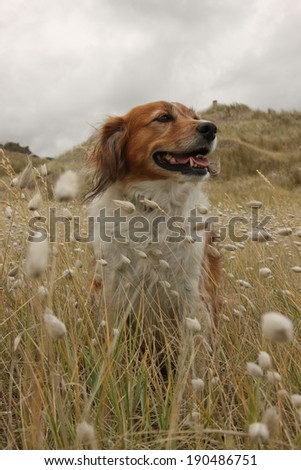 Red haired collie type dog sitting grinning in beach side meadow with bunny tails grass