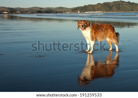 red haired collie type dog free and off lead at a beach in Autumn light on wet sand with reflection