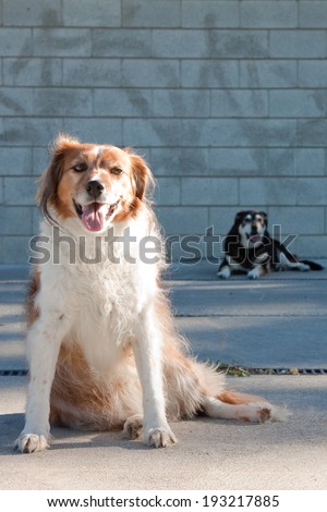 Two dogs lying around on a concrete slab with a graffiti-tagged wall in the background,