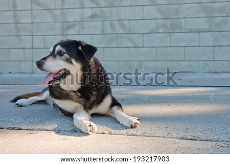 A black and white dog lying around on a concrete slab with a graffiti-tagged wall in the background,