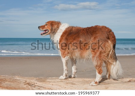 red haired dog on a driftwood log at a beach in New Zealand