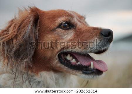red collie type dog at a southern hemisphere beach